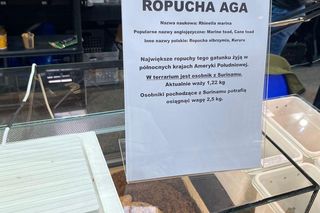 Zooegotyka w Zielonej Górze. Do hali CRS przybyły tłumy