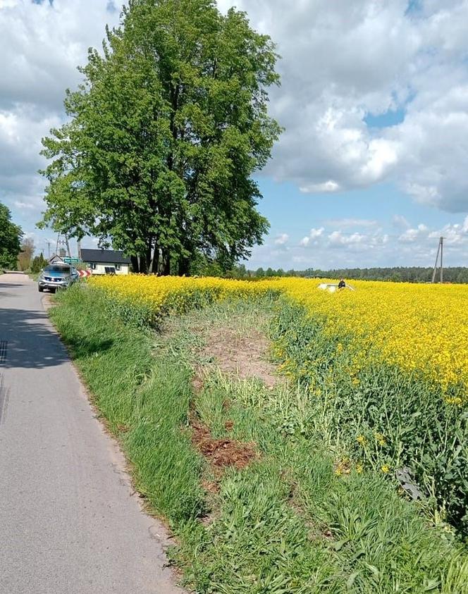 Pijany zniszczył polę rzepaku