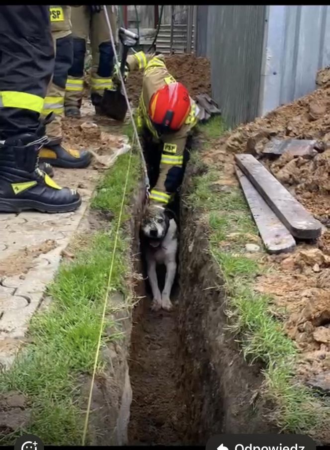 Świdnik. Pies utknął w wąskim wykopie. Lucky nie mógł ruszyć się nawet na centymetr