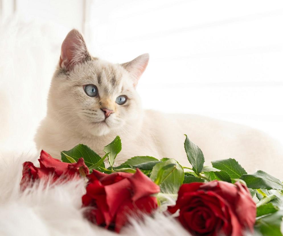 Kot, róże