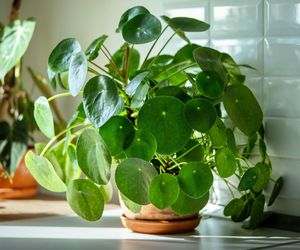 Pilea peperomioides