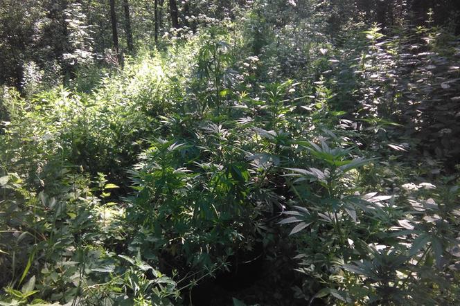 Kraków: W środku lasu znaleźli... rosnącą marihuanę!