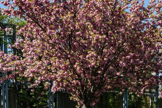 Wiśnia piłkowana 'Kanzan'