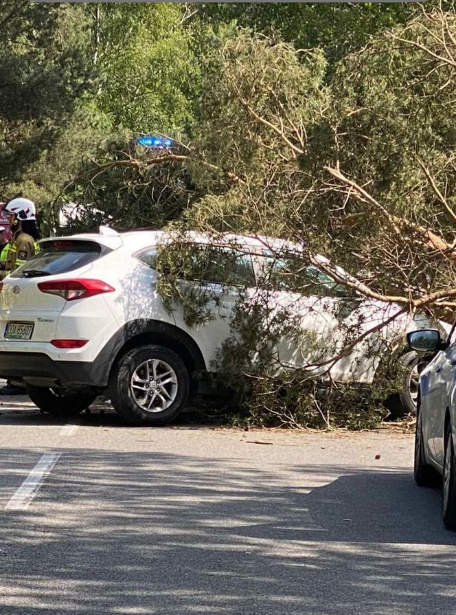 Drzewo spadło na auto na Helu
