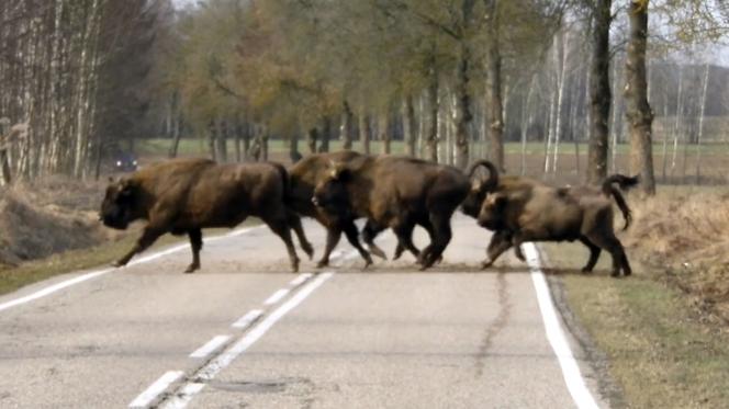 Ogromne stado żubrów wstrzymało ruch na jezdni w Puszczy Knyszyńskiej