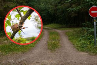 Zakaz wejścia do lasu na Podkarpaciu. Można spotkać martwe chrabąszcze 