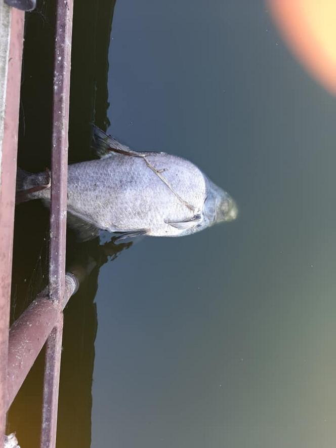 Śnięte ryby znów w Odrze