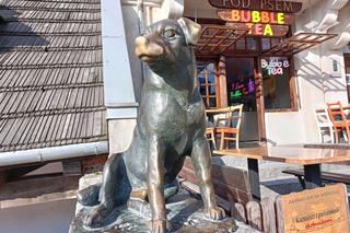 Pierwszy w Polsce posąg psa kundelka znajduje się w Kazimierzu Dolnym