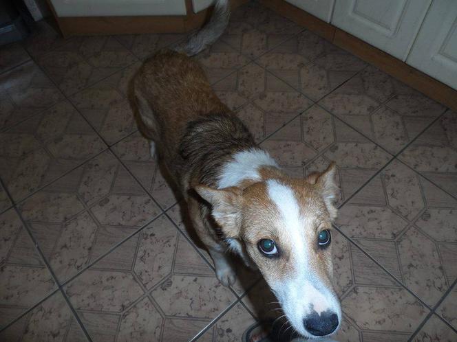 Pieski czekają na adopcje