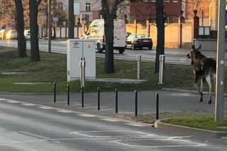 Dwa łosie spacerują po centrum Bydgoszczy. Trzeci zawędrował do Ostromecka, tam potracił go samochód