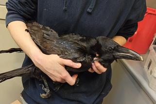 Nie udało się uratowac postrzelonego kruka, który trafił do Ptasiego Azylu Warszawskiego Zoo