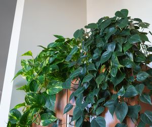 Epipremnum