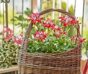 Pelargonie 