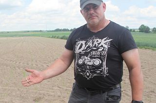 Żurawie zjadły mi kukurydzę