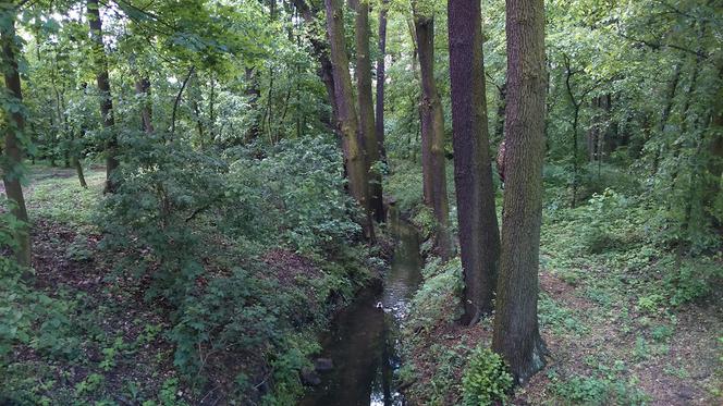 Park Tysiąclecia w Toruniu czekają spore zmiany