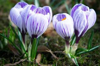 Krokusy zakwitły w Warszawie