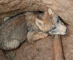 Wilczek wpadł do głębokiego dołu. Z pomocą przyszły dzieci