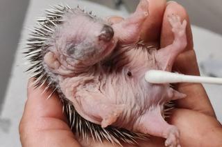 Te cztery małe jeżyki straciły matkę. Osierocone maleństwa potrzebują pomocy 