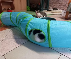 Poszukiwani wolontariusze do pomocy w Kociarni w Lesznie