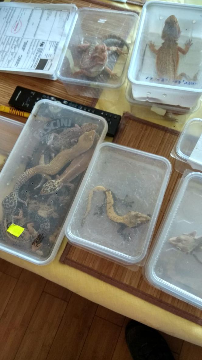 Kraków: Węże boa, pytony, kameleony. 40-latek handlował egzotycznymi zwierzętami