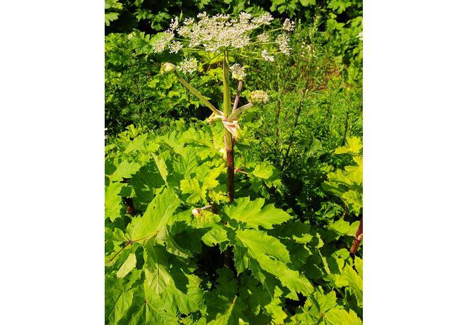 Barszcz Sosnowskiego