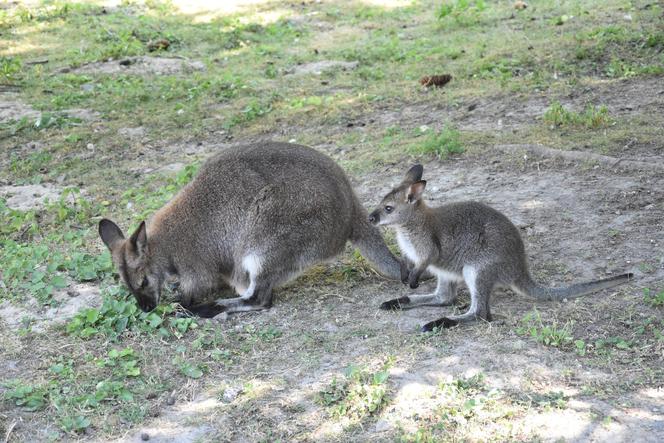 Lubelskie: Są naprawdę słodkie! Zobaczcie małych mieszkańców zamojskiego zoo [GALERIA]