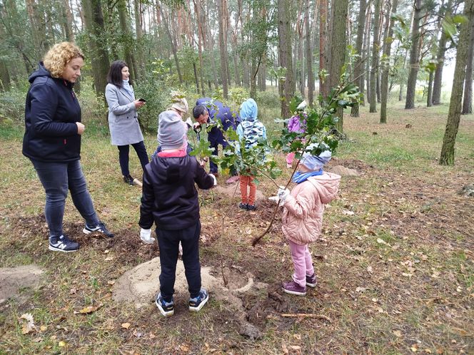Dębowy Elektryczny Las został zasadzony nad Siedleckim zalewem w ramach programu Polska Stolica Recyklingu