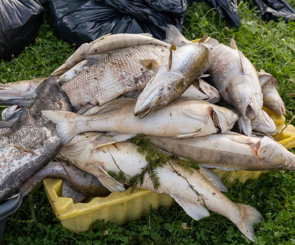 Śnięte ryby w Gliwicach