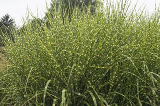 Miskant chiński ‘Zebrinus’ - Miscanthus sinensis 'Zebrinus'
