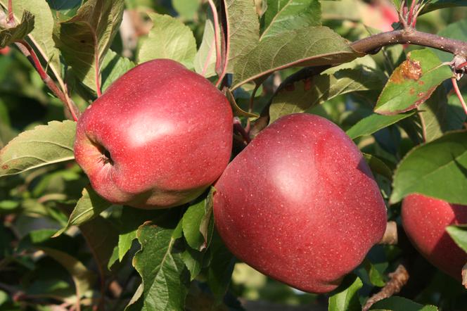 Jabłoń  domowa ‘Gloster’ - Malus domestica 'Gloster'