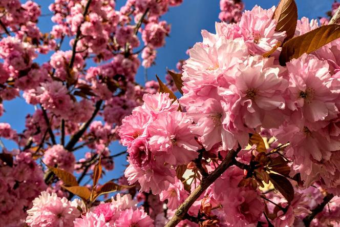 Poznań: Ogród Botaniczny czynny jest OD GODZINY 15! Poznaniacy zdenerwowani… 