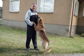 Wilki w rejonie Puszczy Knyszyńskiej. Mieszkańcy alarmują