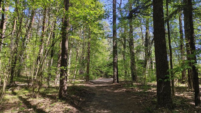 Arboretum w Kopnej Górze. Puszcza w pigułce