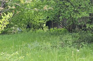 Zwłoki seniorki pod Rzeszowem [ZDJĘCIA]