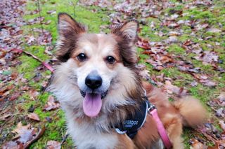 Schronisko dla zwierząt w Olsztynie oczami wolontariuszy