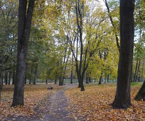 Park Lubomirskich w Białymstoku jesienią 