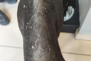 Dżeki potrzebuje pomocy