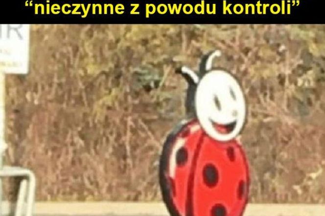 Zacięta walka Biedronki i Lidla trwa. Memy o dyskontach zalały internet. Pękniesz ze śmiechu!