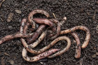 Biohumus – co to jest BIOHUMUS, jak go zrobić i jak stosować w ogrodzie?