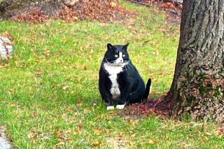 Czy kot Gacek dostanie etat w magistracie?