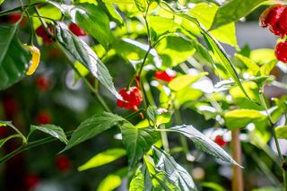 Będzie kolorowo i pikantnie! Nie jedna osoba się zaczerwieni. Ta wystawa nie jest dla każdego [ZDJĘCIA]