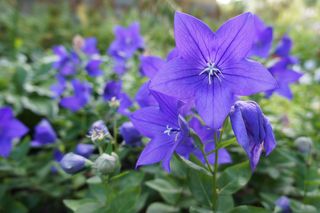 Rozwar wielkokwiatowy