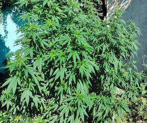 Areszt za uprawę marihuany. 