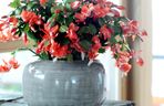 Szlumbergera = Zygokaktus = Grudnik