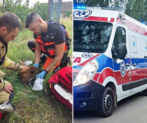 Pożar domu w Zalewie. Nie żyje mężczyzna, strażacy uratowali psa