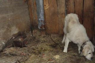 Owczarek podhalański został cudem uratowany. Właściciel nie dawał mu jedzenia, by głośniej szczekał