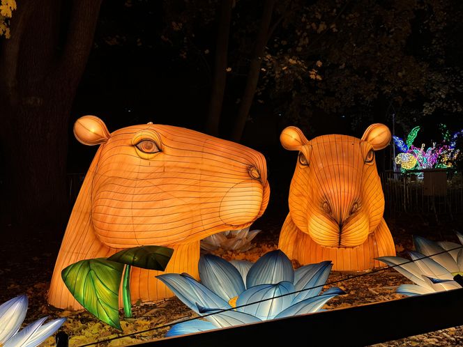 Garden of Lights we Wrocławiu