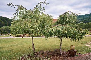 Drzewa na pniu - świetne rozwiązanie do małych ogrodów! Poznaj ciekawe odmiany drzew szczepionych na pniu