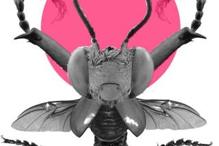 Robale w sztuce. „Przekonajcie się: są piękne i pomocne. Bez komarów nie byłoby czekolady”