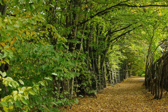 Ogród botaniczny Polskiej Akademii Nauk w Powsinie